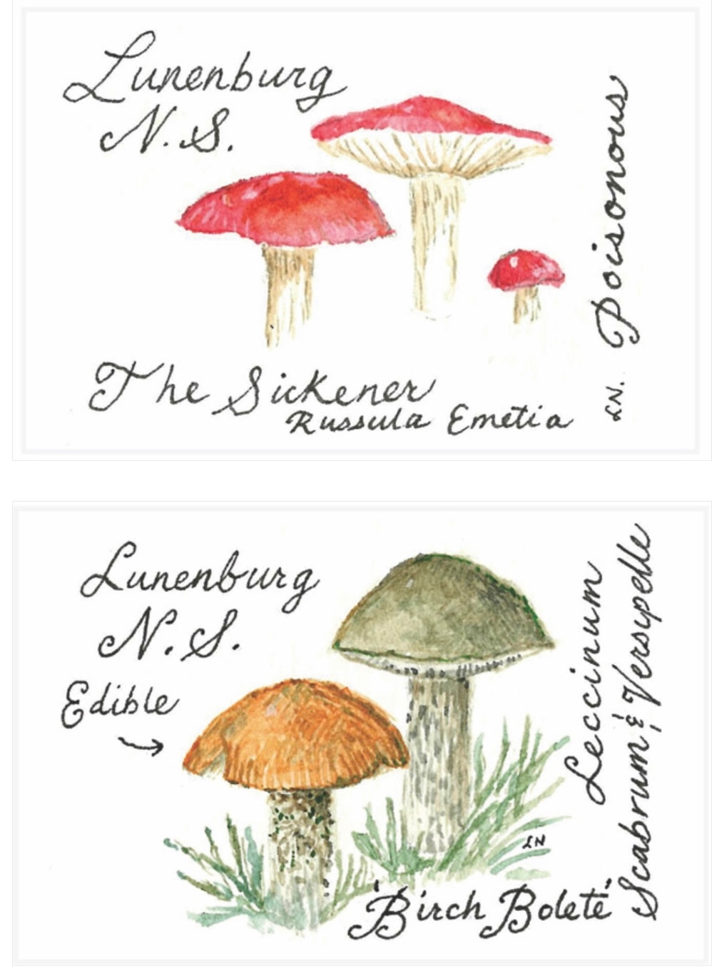 Mushroom Matchboxes