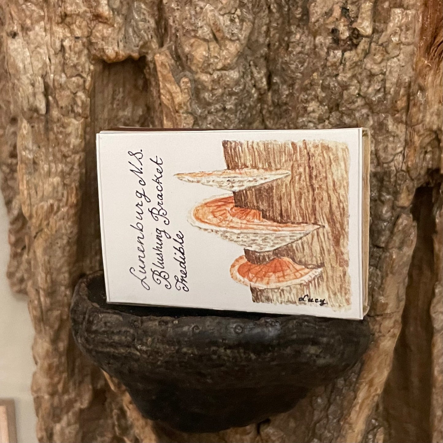 Mushroom Matchboxes