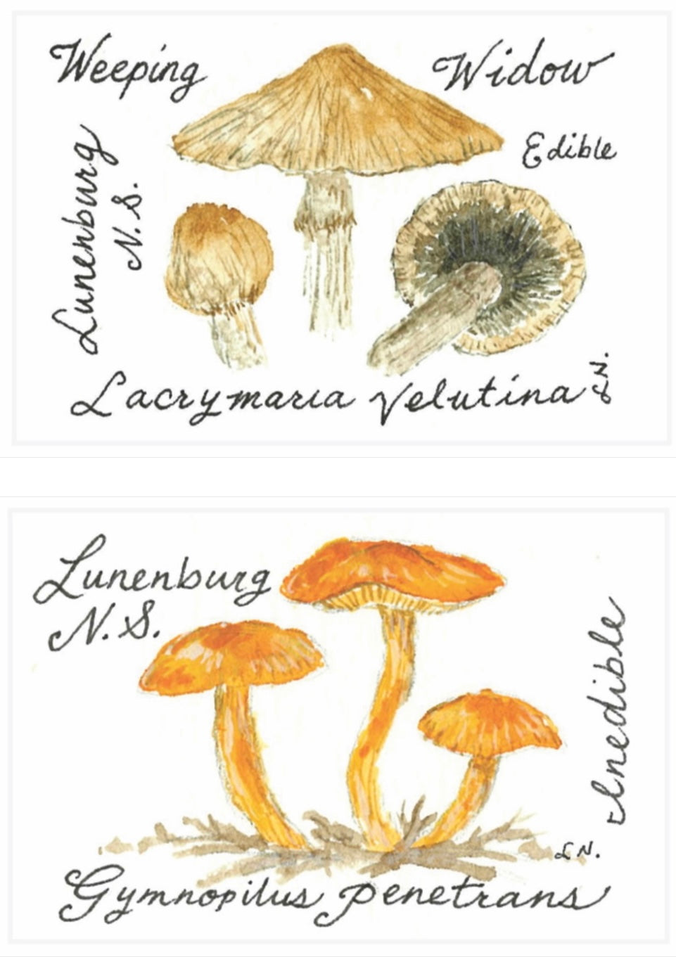 Mushroom Matchboxes