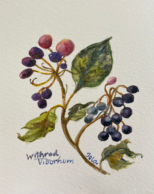 “Withrod Viburnum”, Original Watercolour by Tela