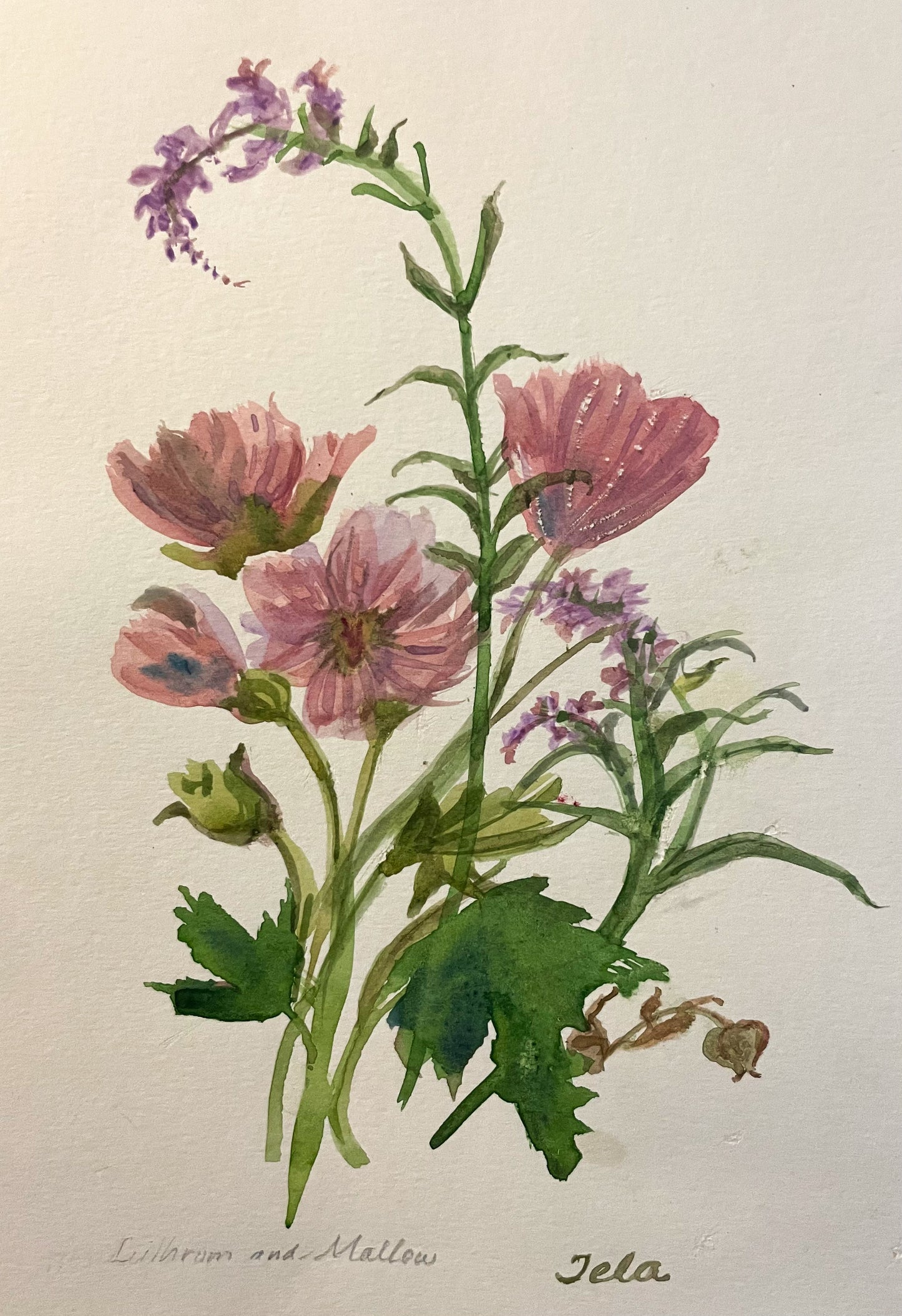 "Lythrum and Mallow", Original Watercolour by Tela